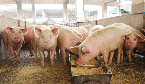 京基智农：今年首季公司生猪养殖业务收入占比为54%，已超过地产业务成公司收入贡献主力
