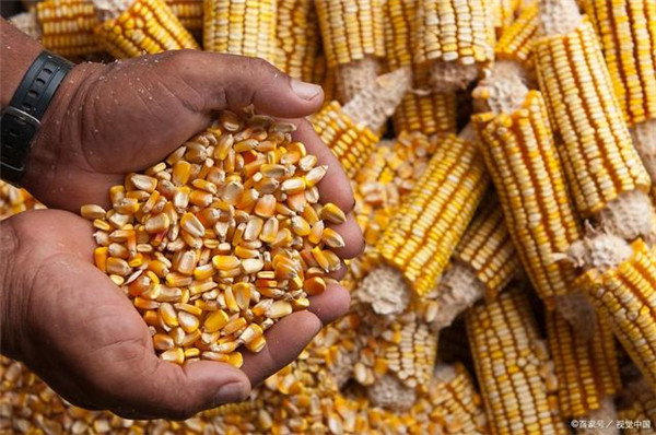 小麦玉米上涨还能持续多久？