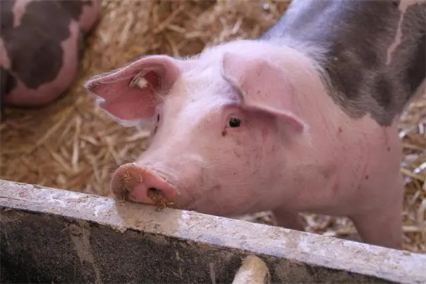 农业农村部：要着力引导生猪和肉牛奶牛生产适应性调整 做好逆周期调控