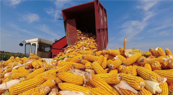 玉米价格未续涨，反而跌了3元/吨，因为什么?