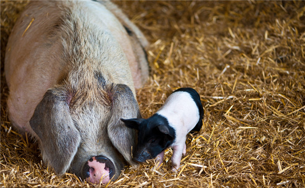 猪场发生急性猪病常用的几种兽药