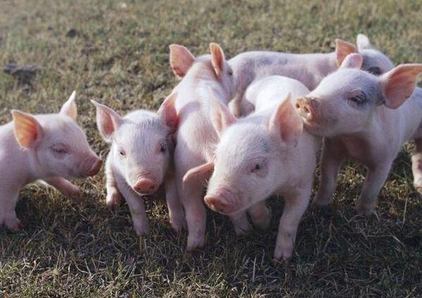 关于需求、饲料与二育的现状