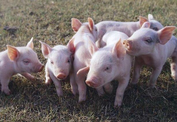 农业农村部：加大生猪主产区的产能调控力度，稳定能繁母猪存栏量