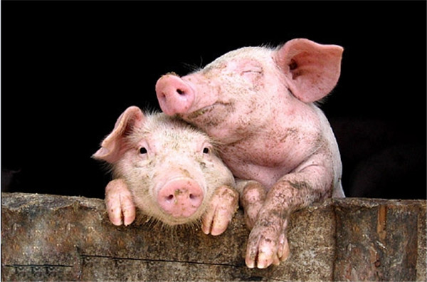 农业农村部表态：要大力鼓励散户养猪