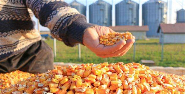 预计2023/24年度巴西玉米产量将同比减少700万吨