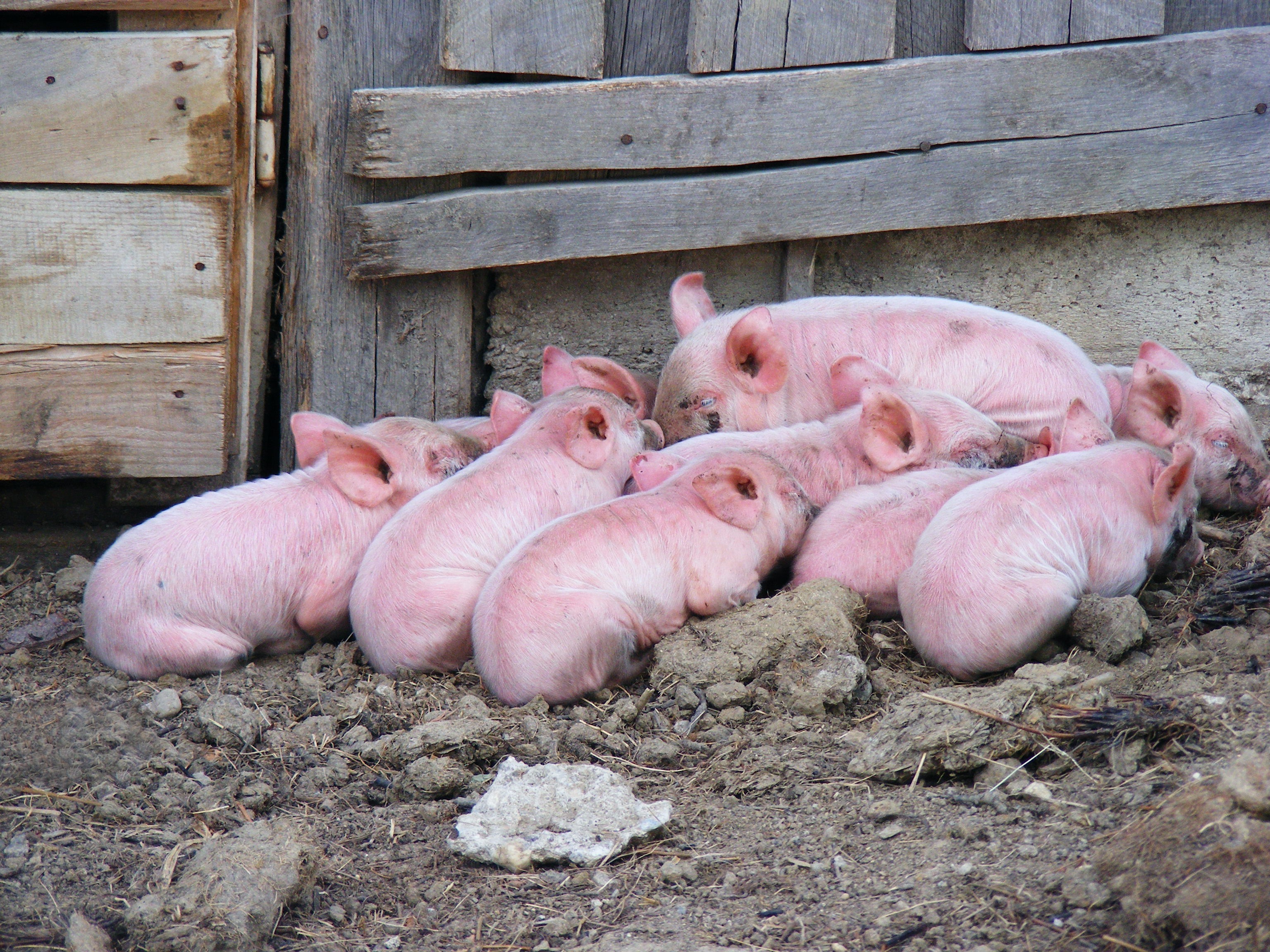 农业农村部：2月份第4周生猪、仔猪、猪肉价格齐上涨！