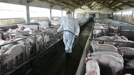 面对不同消毒场景，猪场如何选用最佳的消毒方案？