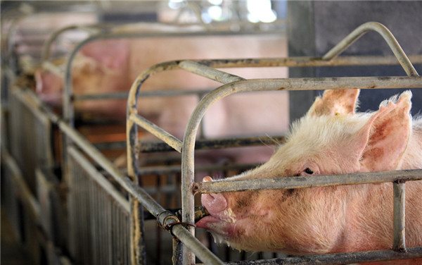 猪场碰见猪传染性胃肠炎，怎么办？养殖户们该如何分辨？　