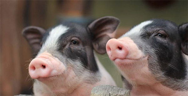 养殖端补栏情绪降温 生猪期货存在一定反弹可能