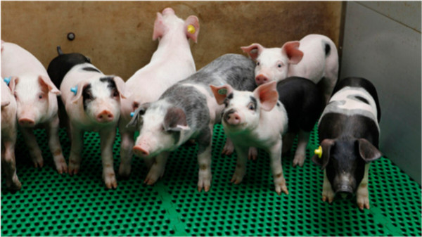 猪价持续磨底，各种纷繁消息不断发酵，二季度行情将如何？