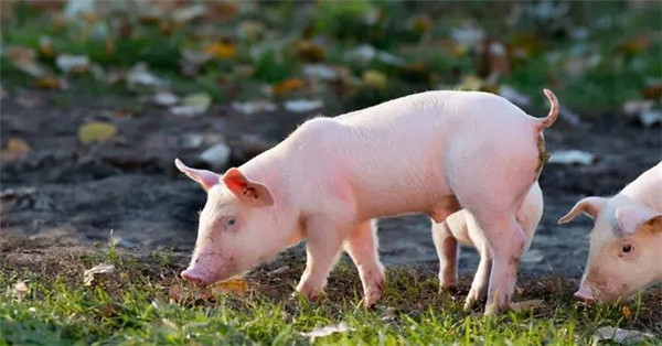 非瘟影响有限，短期猪价在14—15元/公斤会有比较强的支撑！