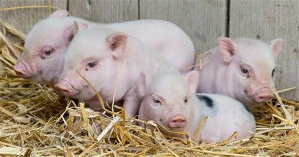 棘手！6种会引发猪呕吐的猪病，应该怎么预防和治疗？