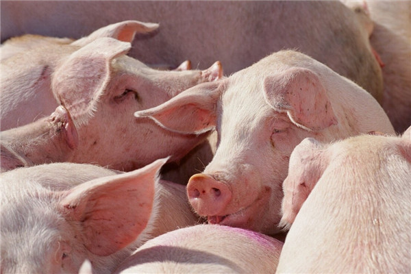 预计一季度湖南生猪出栏1740万头左右，稳居全国第2位