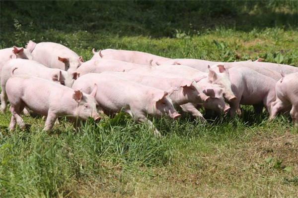 4月末全国能繁母猪存栏4284万头！生猪产能迟迟不去化为哪般？