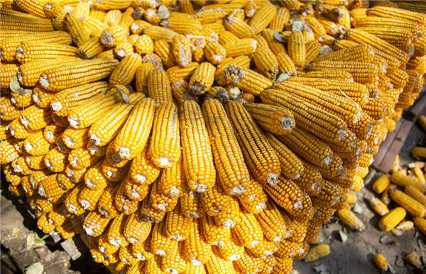 供应压力缓解 玉米价格或高位整理