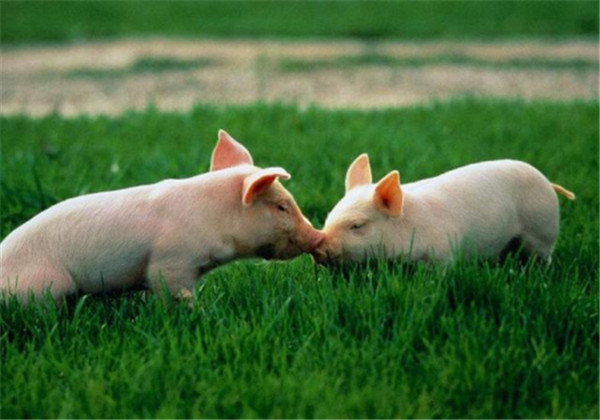 新人养猪，怎么选择猪场的选址和基本条件？