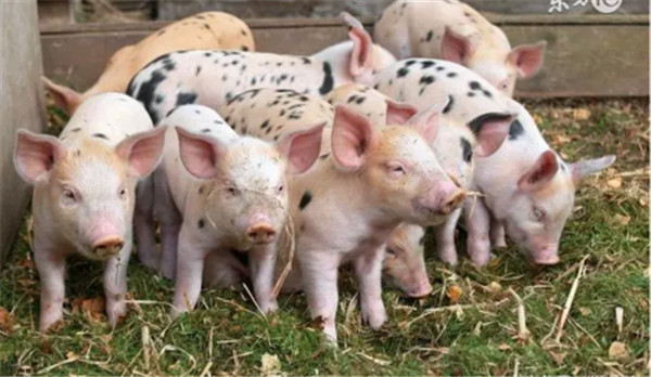 什么原因会导致猪出现皮下出血点？多与这6种猪病有关！