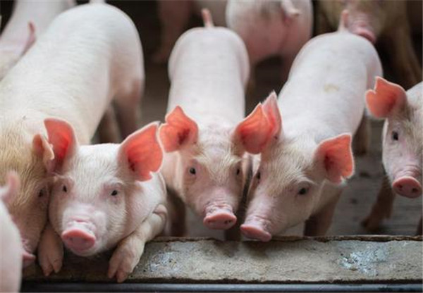 唐人神：全部完成种猪培育后，预计可满足未来1000万头商品猪年出栏