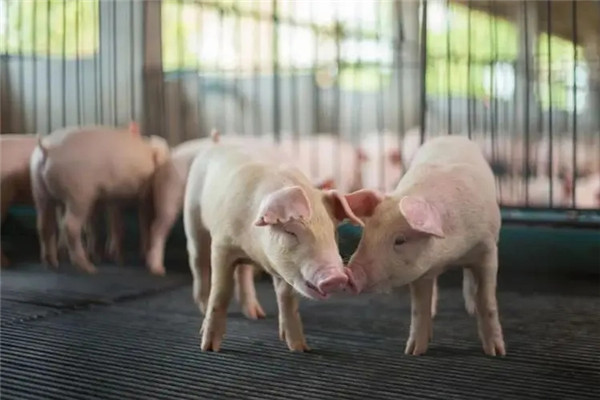 如何解决母猪不发情，养猪人告诉你3个办法？减少猪场损失