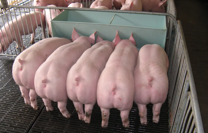 神农集团：公司2023年销售生猪152.04万头 对内部销售占比约20%