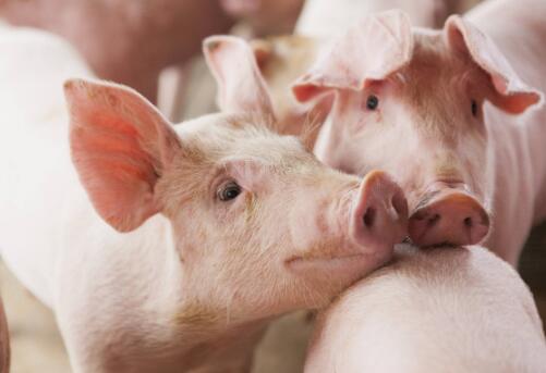 为什么要给养殖动物饲喂发酵饲料？