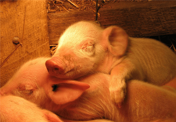 冬季养猪人该如何防控仔猪腹泻？