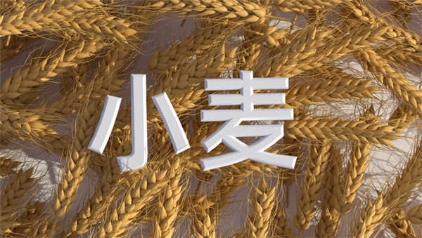 小麦市场“急转弯”，未来价格走势如何？