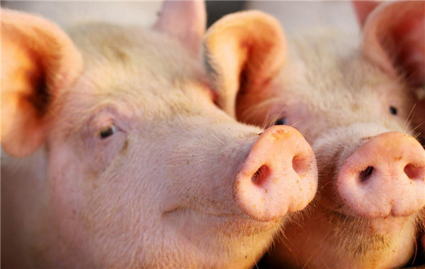 约96%猪场感染！猪回肠炎的临床表现与经济影响