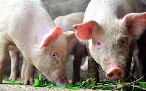 生物安全的核心就是消毒卫生，猪场生物安全你做对了吗？