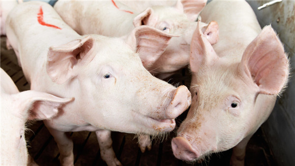 发改委：2月第4周猪料比价环比下降1.08% 预计猪价或继续偏弱运行
