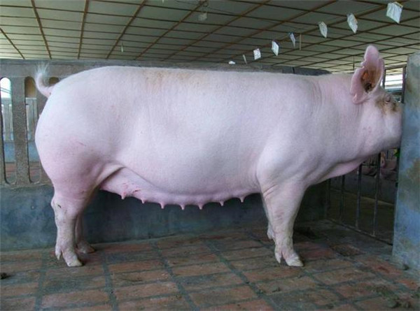 12月1日起山东禁止东部区外超30公斤商品猪调入育肥