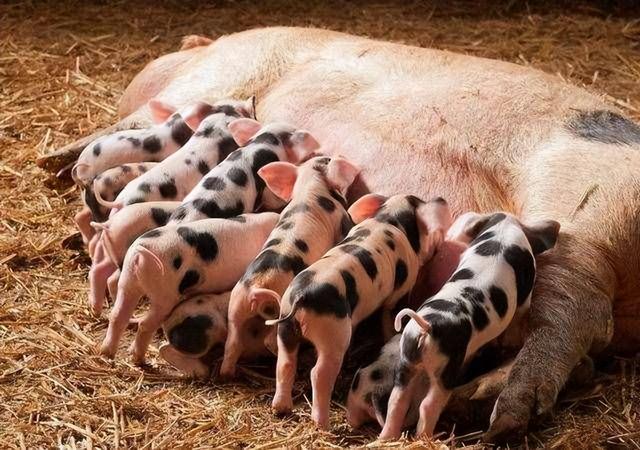 母猪产前不吃，还拉稀，什么原因引起的？