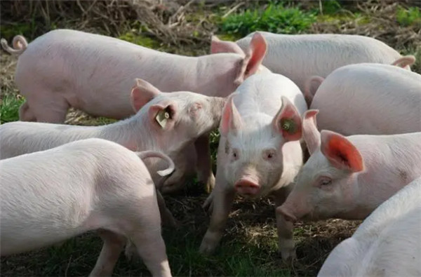 对于非洲猪瘟，抗病育种是否行得通？