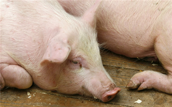 生猪期货月内跌超12%，二季度生猪行情值得期待吗？