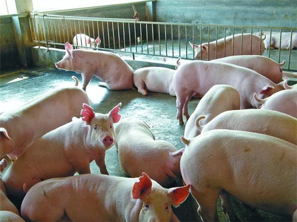益生股份：公司种猪产能自去年10月以来已逐步释放