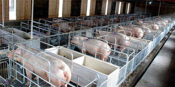 猪场常用的防控非洲猪瘟的消毒剂有哪些？