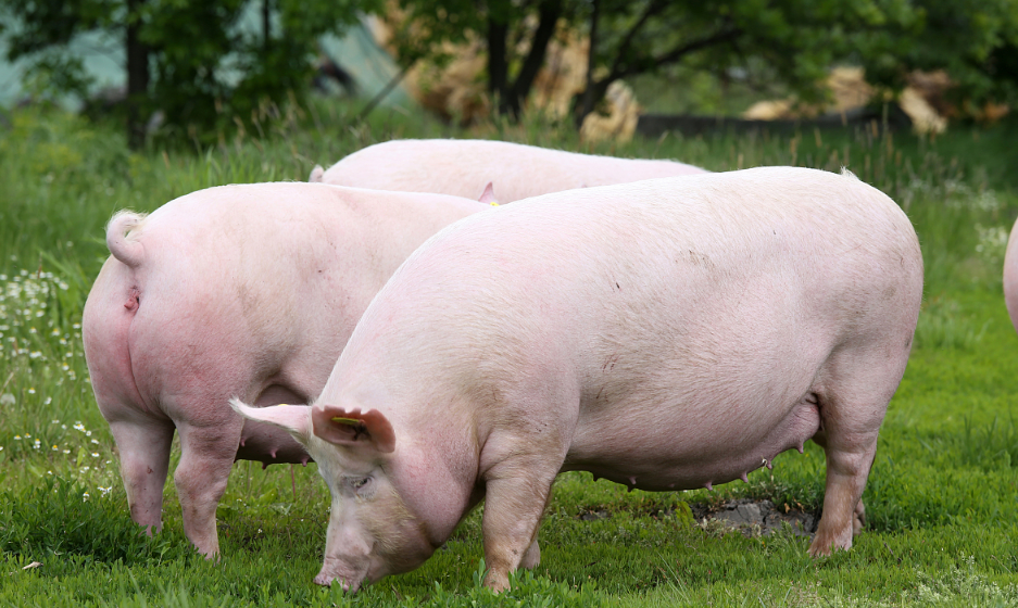 近期部分养殖户二次育肥情绪升温 预计生猪期价短期或宽幅震荡运行