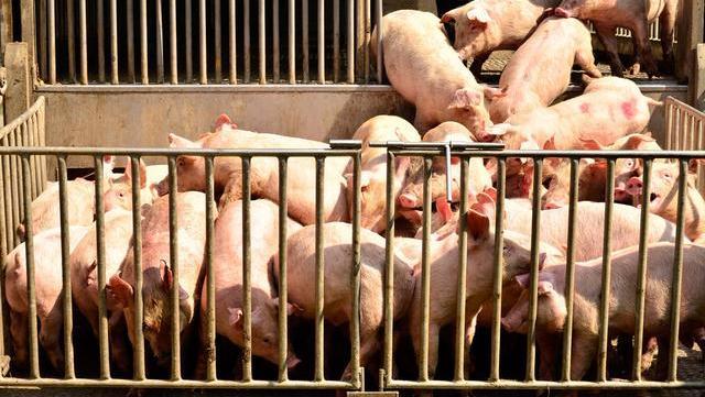 3月生猪养殖持续亏损，市场有望迎来新一轮去产能！