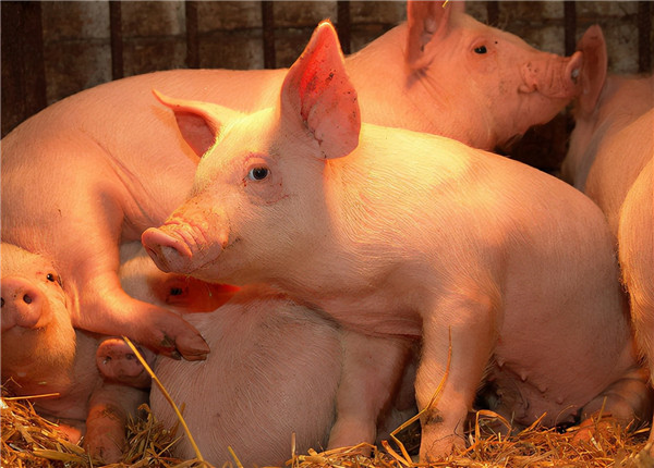 如何观察猪群是否健康？猪病的潜伏期如何发现？