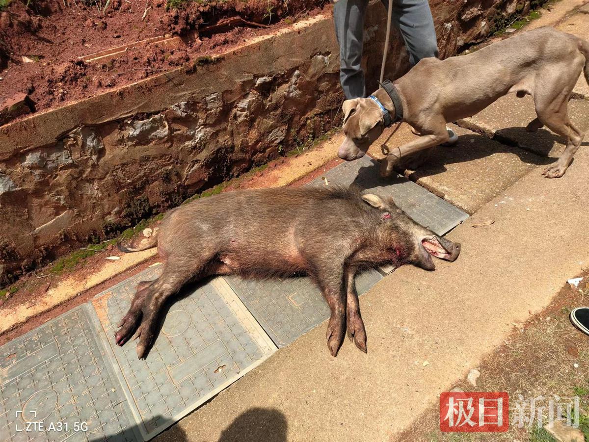 150斤野猪“大闹”居民核心区，咸宁特警队员将其击毙