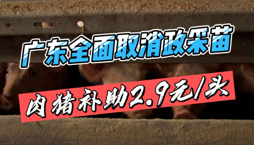 重大政策调整！广东全面取消政采苗，肉猪补助2.9元/头、种猪4.35元/头！