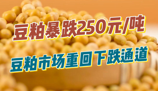 豆粕暴跌250元/吨！豆粕市场重回下跌通道！