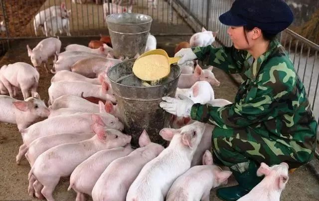 这些生猪饲养常识你都知道吗？学会养猪不再难