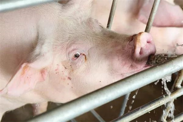 头均亏损200~300元，猪价大幅上涨或大幅下跌的可能性不大？
