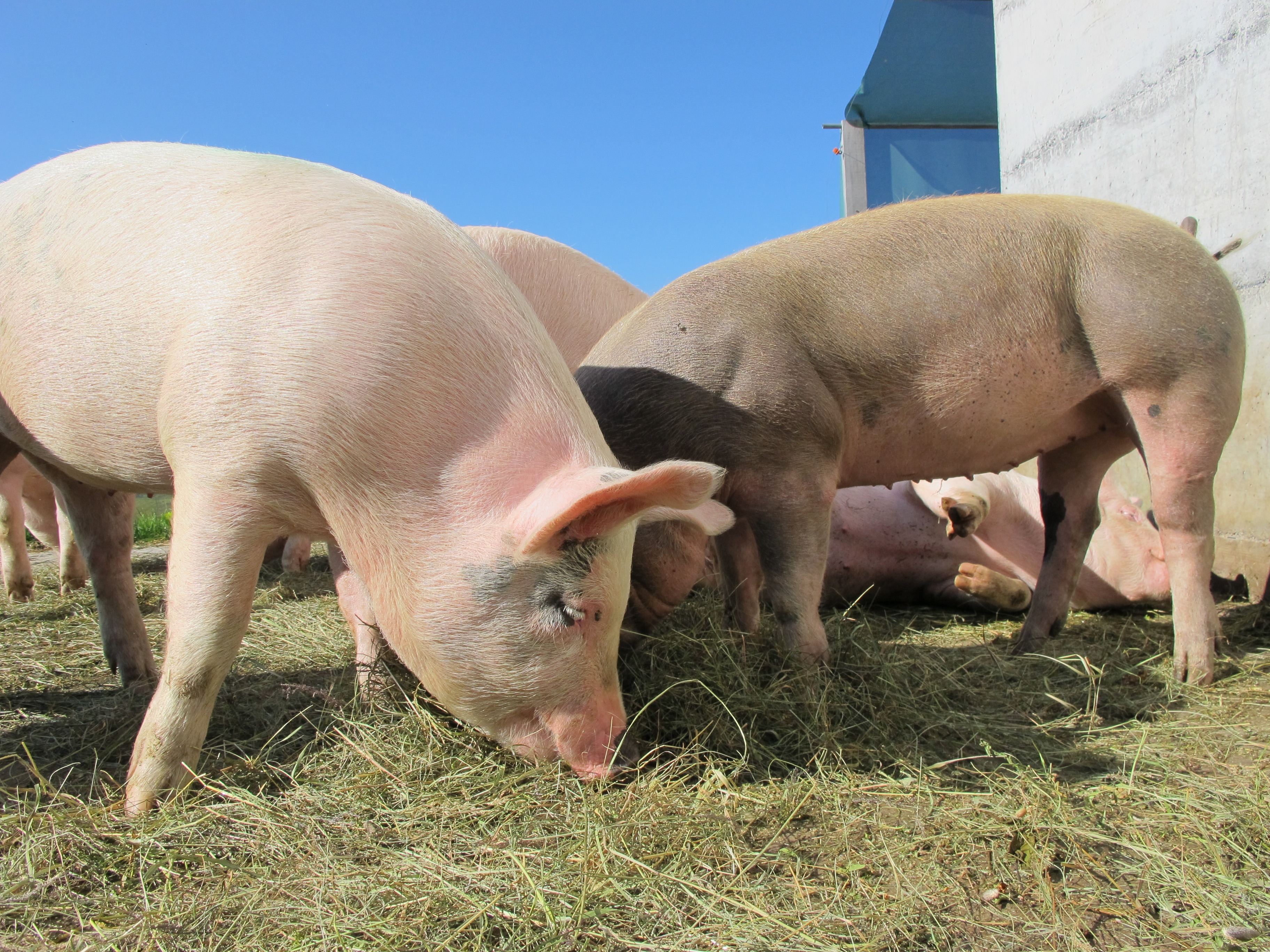 5月份生猪养殖企业出栏正常！生猪价格底部僵持，上涨周期何时来？
