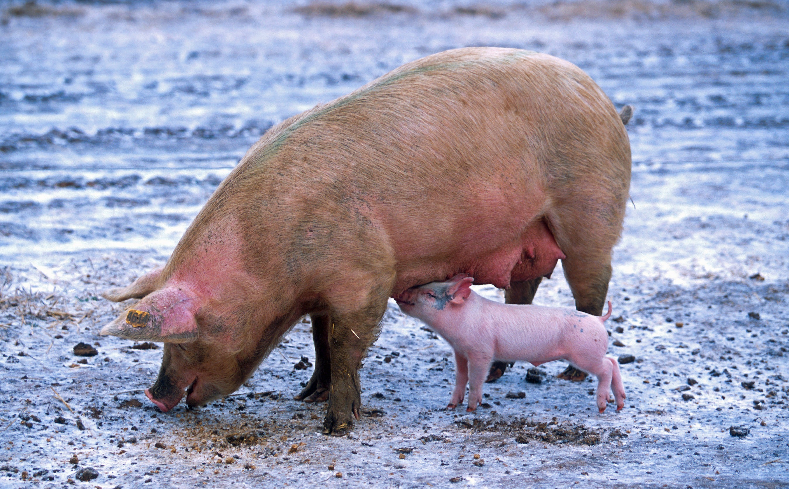 生猪养殖企业和养殖户深陷亏损泥潭，养猪已不是低门槛行业