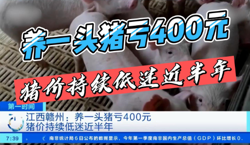 养一头猪亏400元！猪价持续低迷近半年！