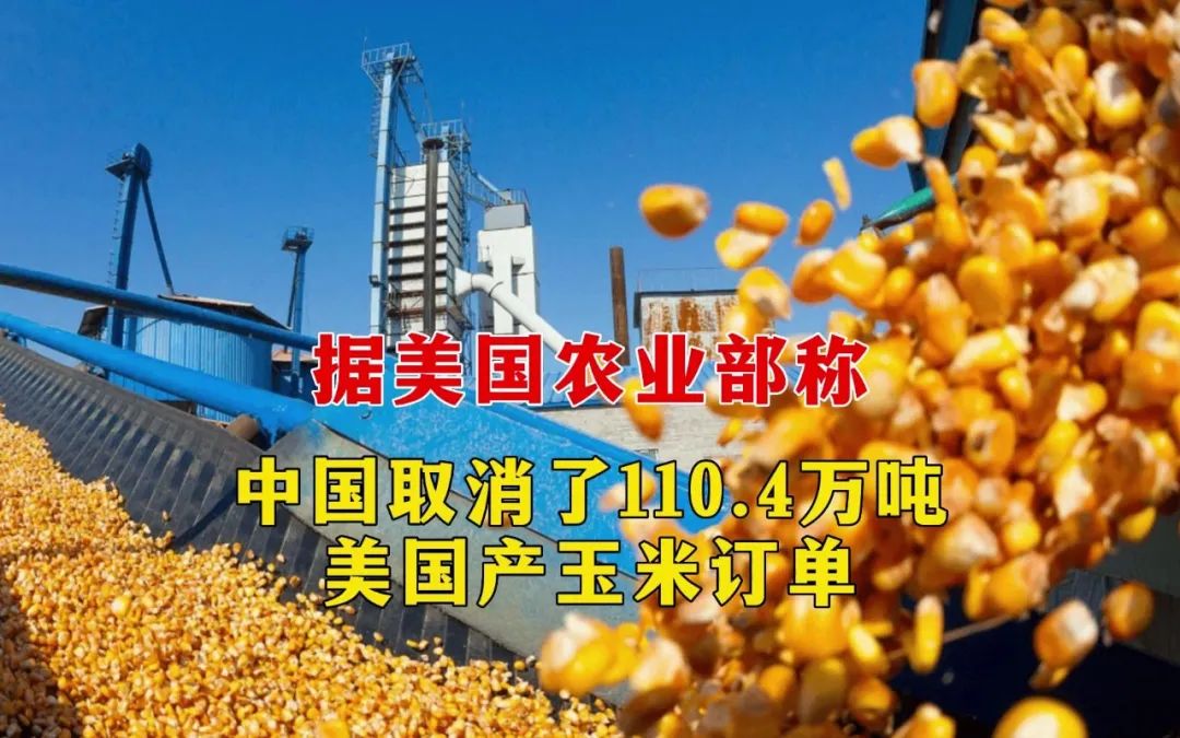 中国取消110.4万吨美国玉米进口！世界玉米供需格局生变！