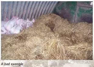 如何降低仔猪死亡率？如何通过分娩棚垫草来保护仔猪？