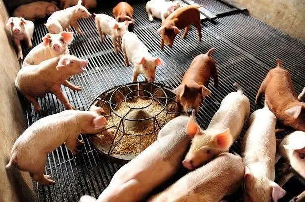 如何正确给猪饲料拌药？拌药的时候该注意什么？